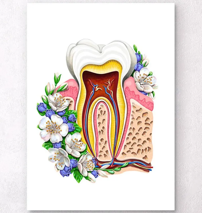 Anatomie dentaire II - Floral - Blanc