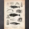 Anatomie des baleines