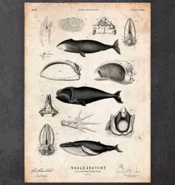 Anatomie des baleines