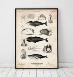 Anatomie des baleines