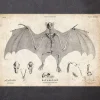 Anatomie des chauves-souris