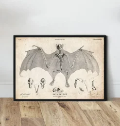 Anatomie des chauves-souris
