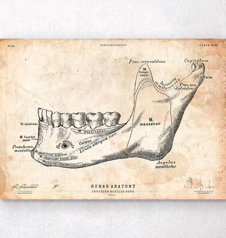 Anatomie des dents et de la mâchoire
