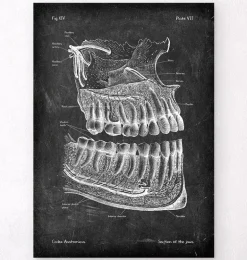 Anatomie des dents et des mâchoires - Chalkboard