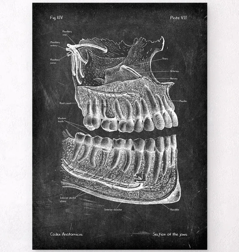 Anatomie des dents et des mâchoires - Chalkboard