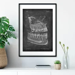 Anatomie des dents et des mâchoires - Chalkboard