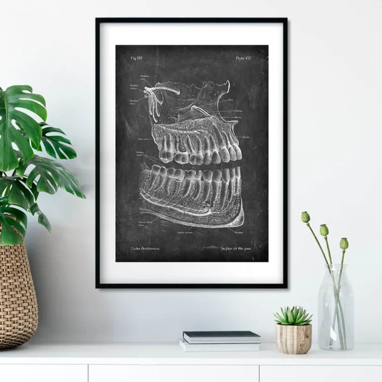 Anatomie des dents et des mâchoires - Chalkboard
