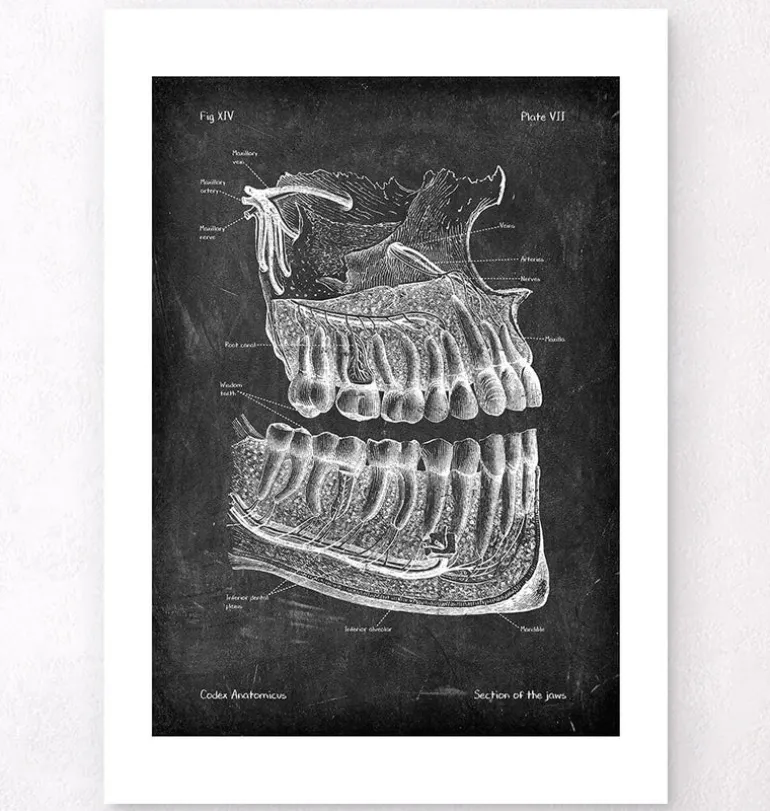 Anatomie des dents et des mâchoires - Chalkboard