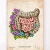 Anatomie des intestins - Floral - Vieux Papier