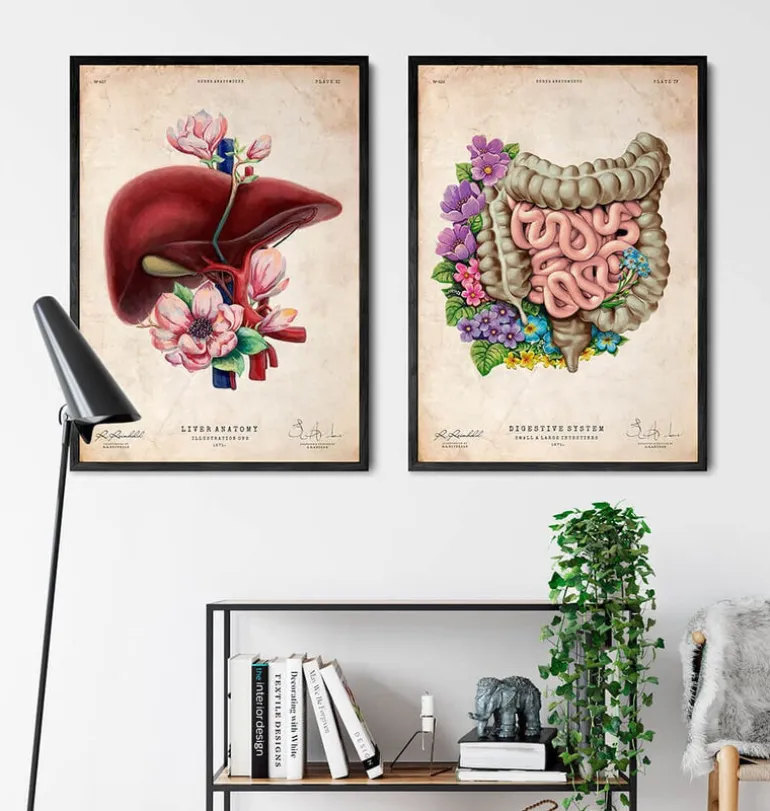 Anatomie des intestins - Floral - Vieux Papier