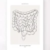 Anatomie des intestins - Line Art