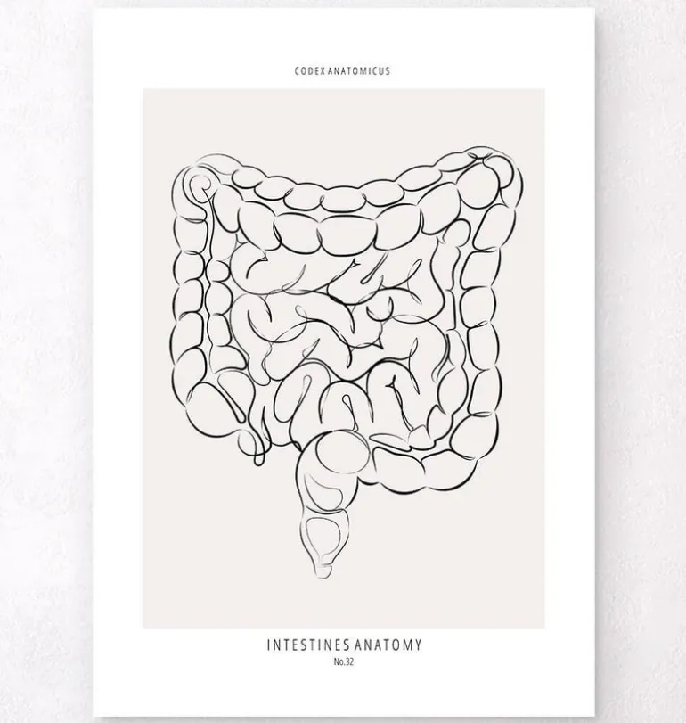Anatomie des intestins - Line Art