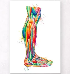 Anatomie des jambes - Aquarelle
