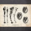 Anatomie des jambes et des sabots du cheval