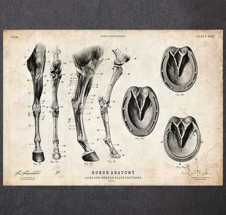 Anatomie des jambes et des sabots du cheval