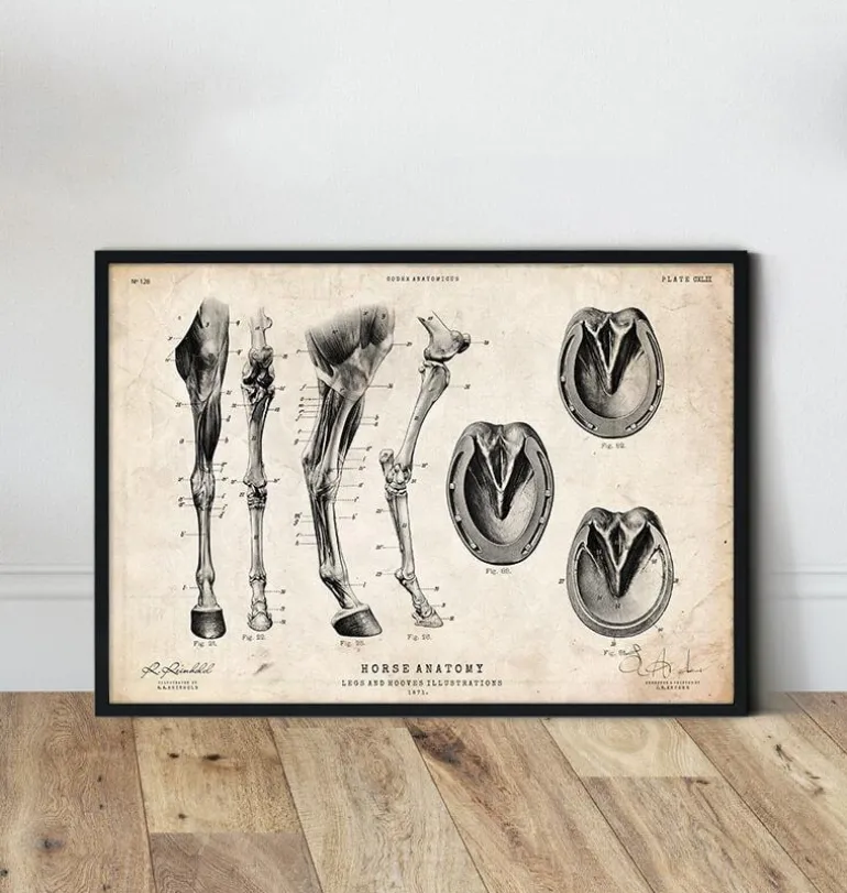 Anatomie des jambes et des sabots du cheval