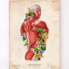 Anatomie des muscles - Floral - Vintage