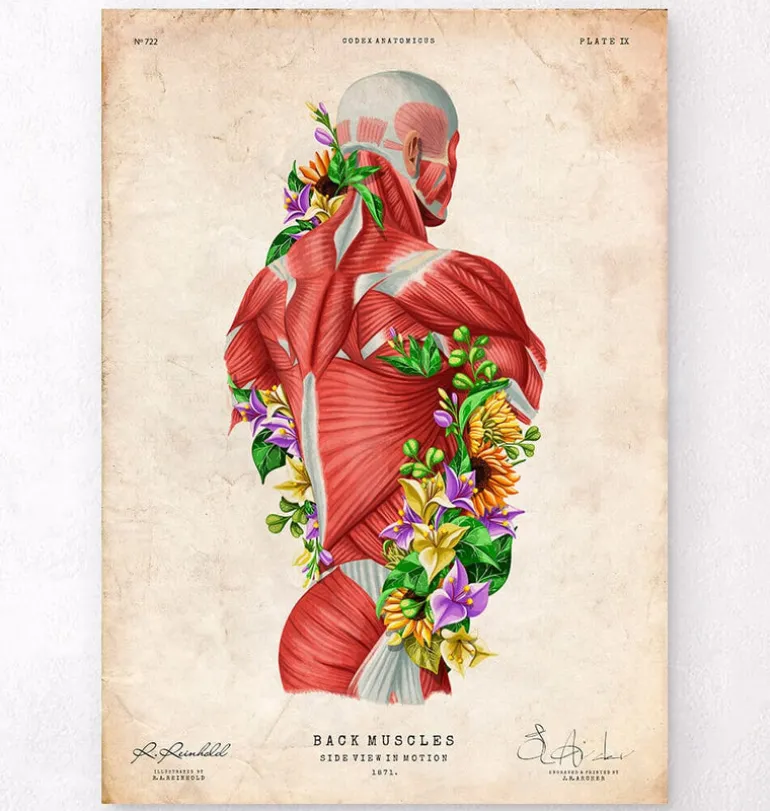 Anatomie des muscles - Floral - Vintage