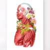 Anatomie des muscles - Floral - Blanc