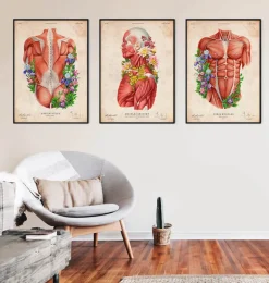 Anatomie des muscles - Floral - Vintage