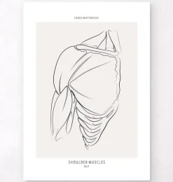 Anatomie des muscles de l'épaule - Line Art