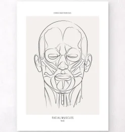Anatomie des muscles du visage - Line Art