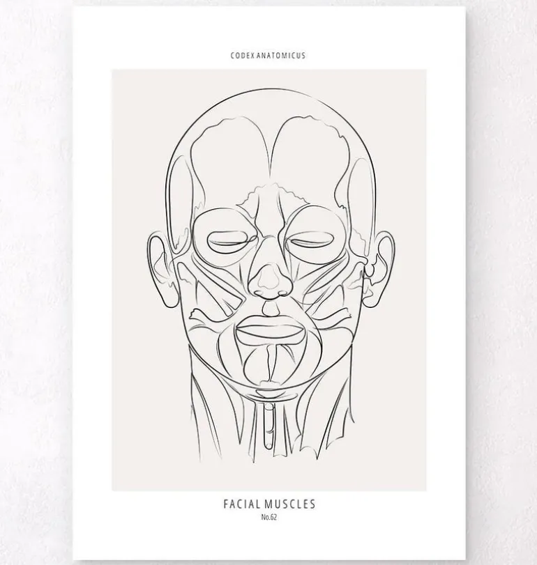 Anatomie des muscles du visage - Line Art