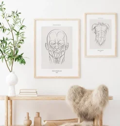 Anatomie des muscles du visage - Line Art