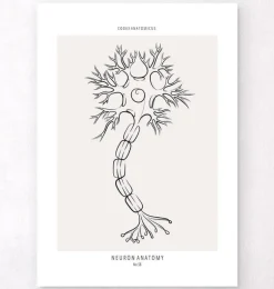 Anatomie des neurones - Line Art