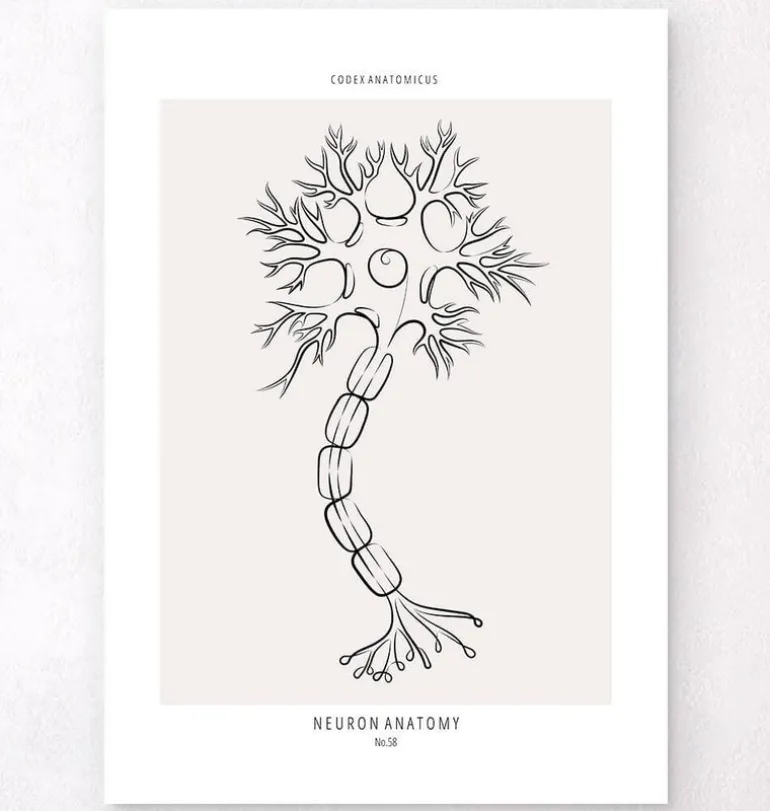 Anatomie des neurones - Line Art