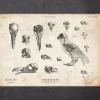 Anatomie des oiseaux - crânes et squelette