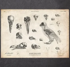 Anatomie des oiseaux - crânes et squelette