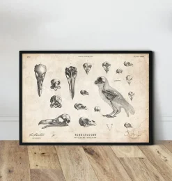 Anatomie des oiseaux - crânes et squelette