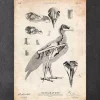 Anatomie des oiseaux - Faucon