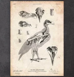 Anatomie des oiseaux - Faucon