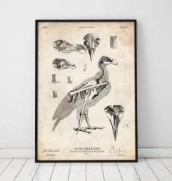 Anatomie des oiseaux - Faucon