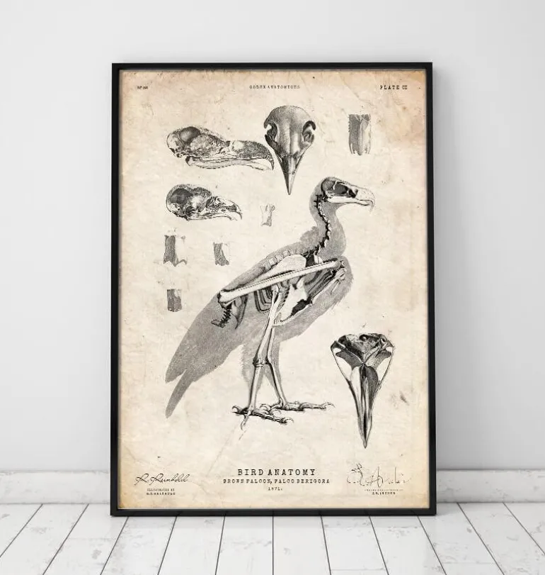 Anatomie des oiseaux - Faucon