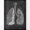 Anatomie des poumons - Chalkboard