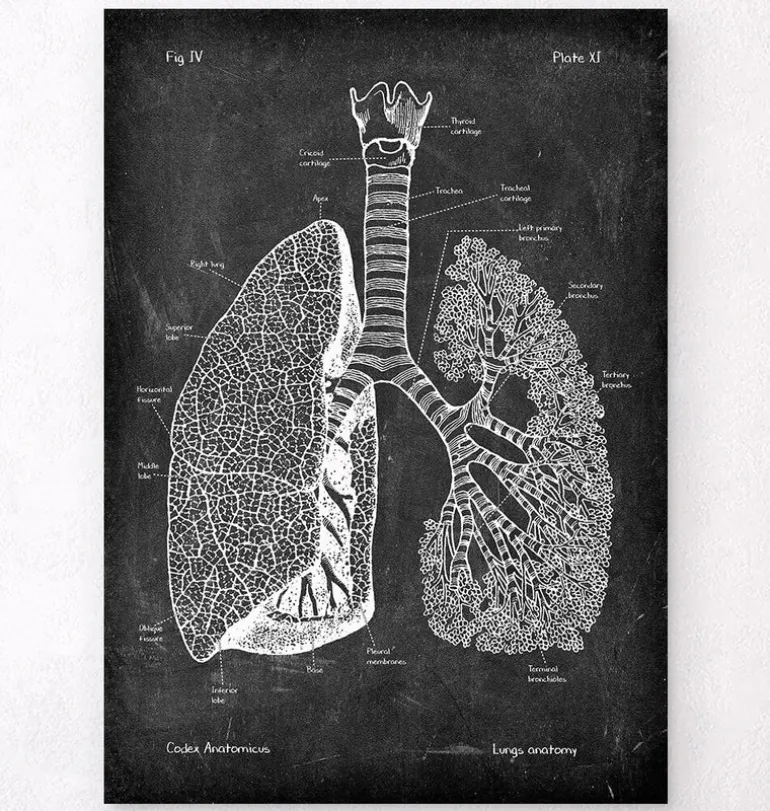 Anatomie des poumons - Chalkboard