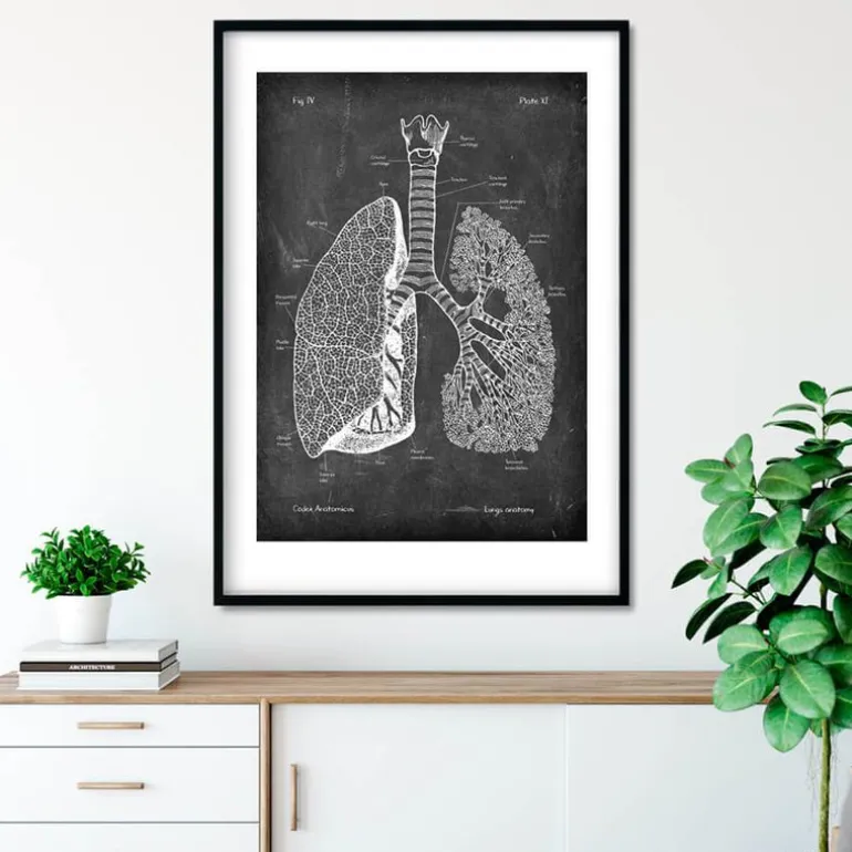 Anatomie des poumons - Chalkboard
