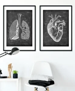 Anatomie des poumons - Chalkboard