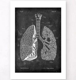 Anatomie des poumons - Chalkboard