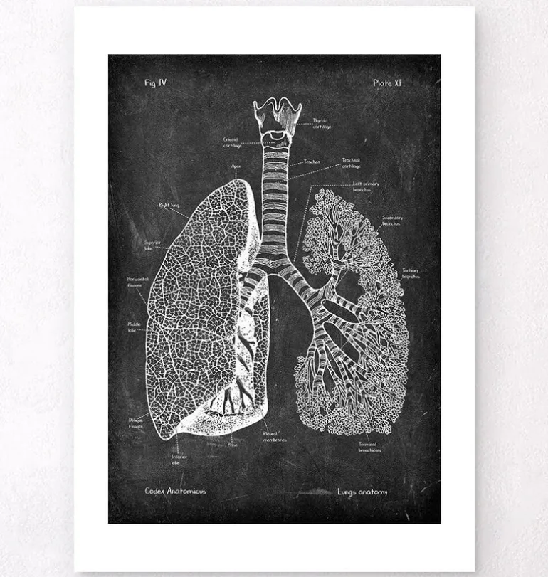 Anatomie des poumons - Chalkboard