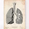 Anatomie des poumons - Vintage