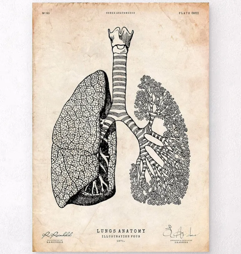 Anatomie des poumons - Vintage