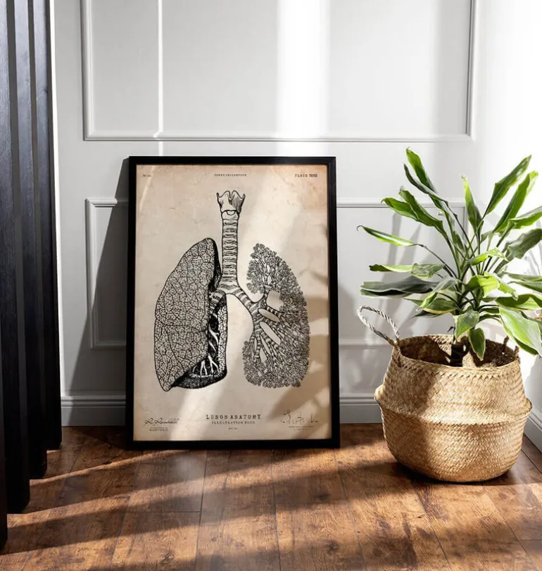 Anatomie des poumons - Vintage