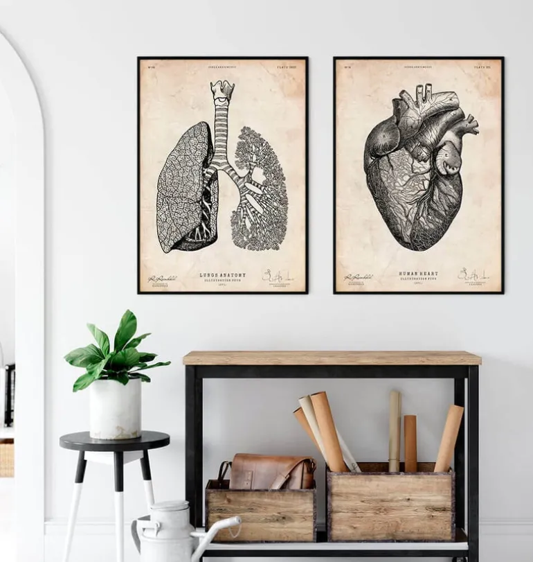 Anatomie des poumons - Vintage