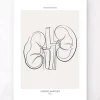 Anatomie des reins - Line Art