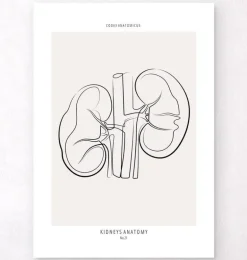 Anatomie des reins - Line Art