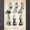 Anatomie des sabots de cheval